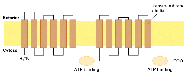 ATP驅動泵