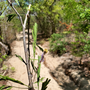 Dichrostachys richardiana