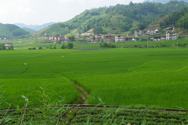 仙友村 仙友村
