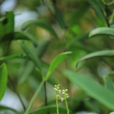 拉關木 拉關木