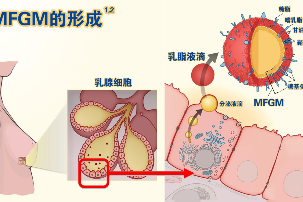 MFGM乳磷脂 MFGM乳磷脂