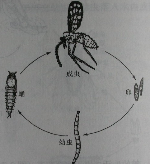拉薩庫蠓
