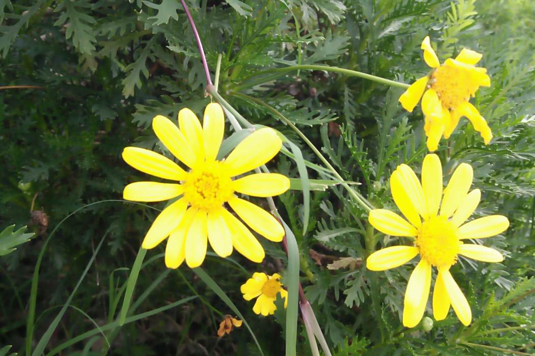 YN黃花-008 YN黃花-008