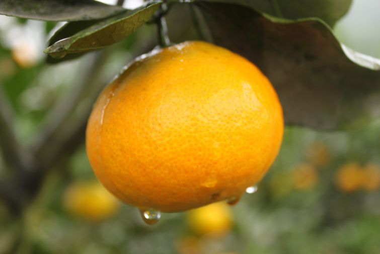 雁江蜜柑 雁江蜜柑