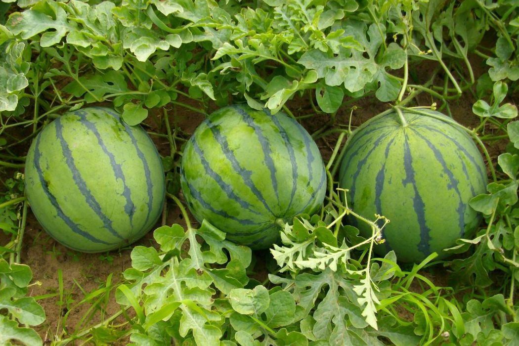 迎春2號 迎春2號