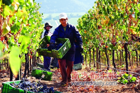 智利酒莊的工人在採收葡萄