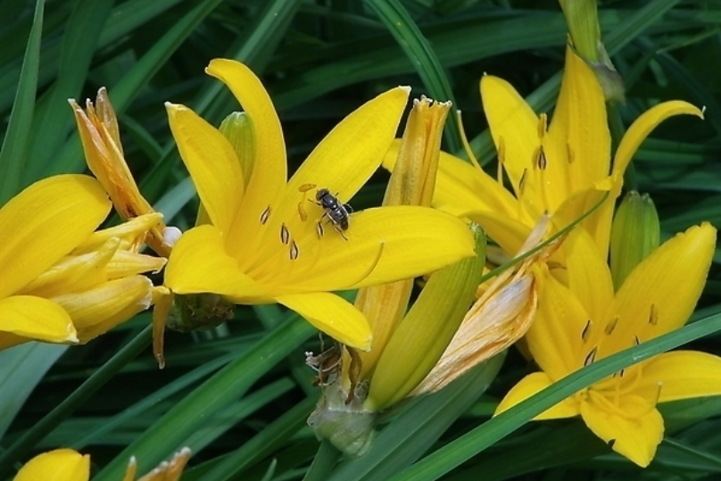 百合黃花 百合黃花