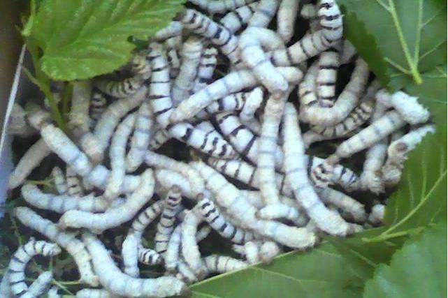 加木王蠶 加木王蠶