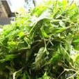 無瓣焊菜 無瓣焊菜
