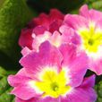 小櫻草 小櫻草