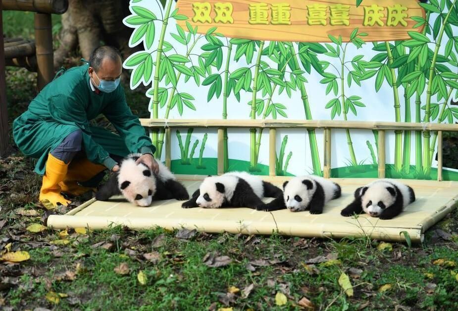 大熊貓重重 大熊貓重重