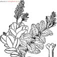 金絲桃蕘花 金絲桃蕘花