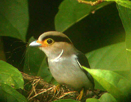 褐銀胸絲冠鳥(圖1)