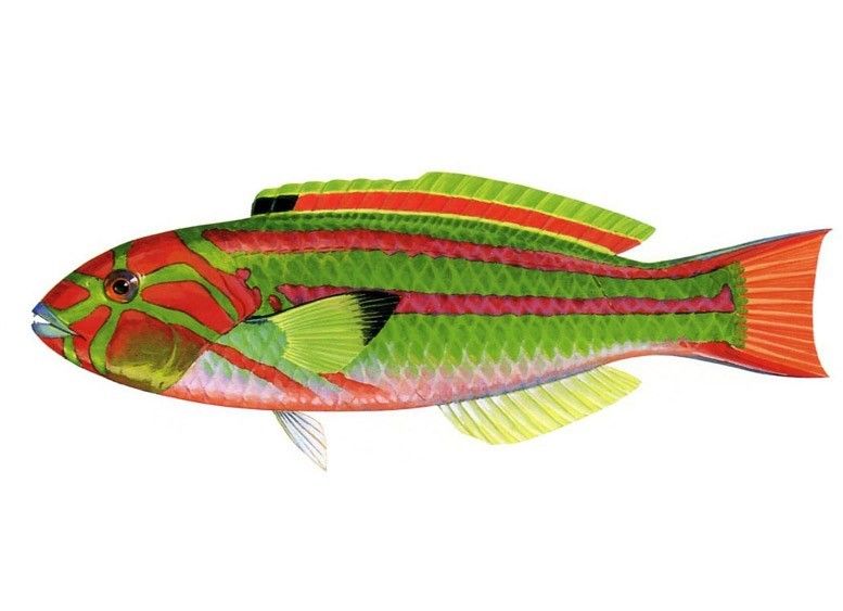 柵紋錦魚 柵紋錦魚