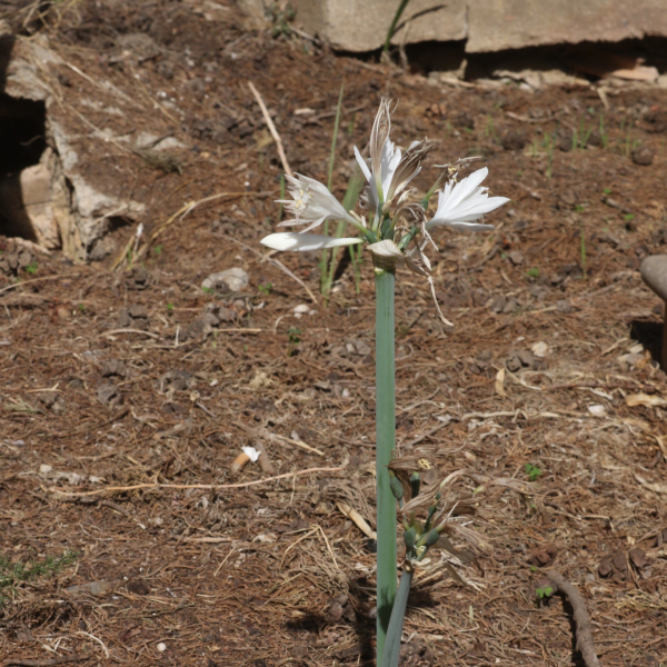 Pancratium foetidum