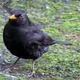 黑鶇(鳥綱動物) 黑鶇(鳥綱動物)