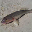 推浪魚 推浪魚