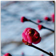 冬梅(薔薇科梅)