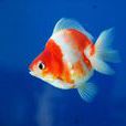 鎦金金魚 鎦金金魚
