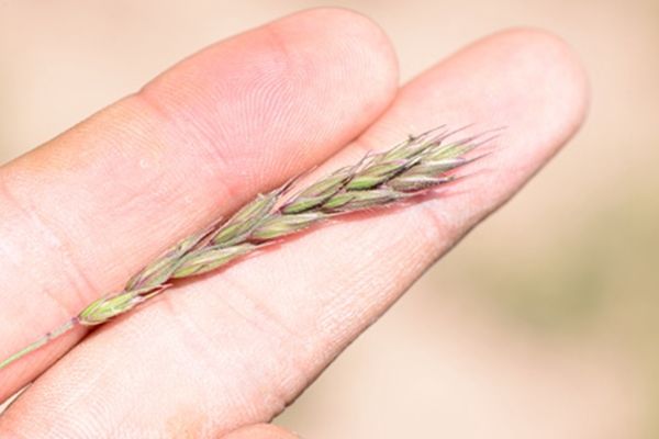 仲彬草屬(以禮草屬)