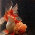 口鑲紅金魚 口鑲紅金魚