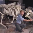 古代巨豬 古代巨豬