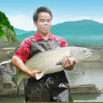 官垌魚