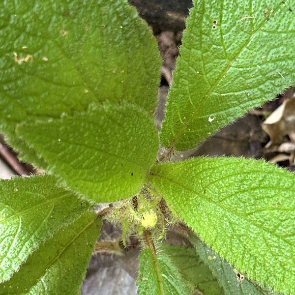 Nautilocalyx biserrulatus