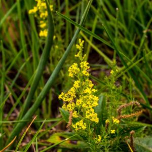 Galium capense
