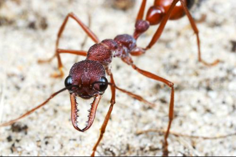 公牛蟻