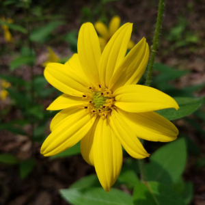 Silphium asteriscus