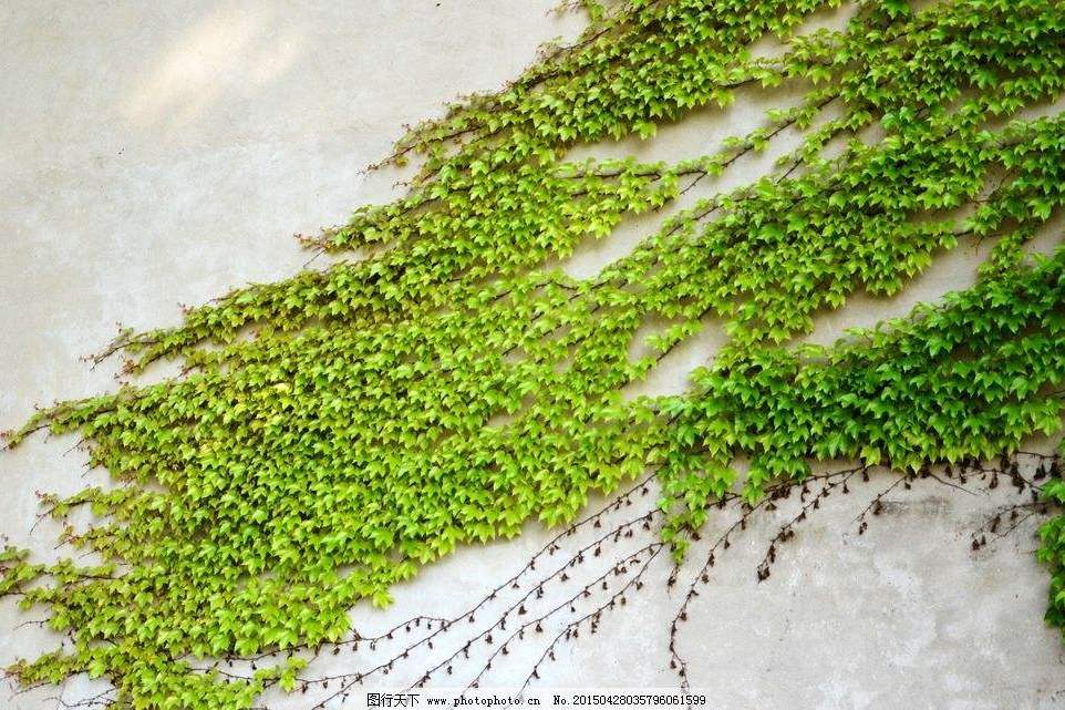 紅絲草 紅絲草
