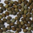 小巴豆(大戟科大戟屬植物) 小巴豆(大戟科大戟屬植物)
