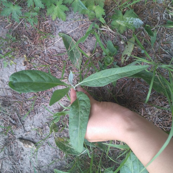 驢耳風毛菊(中藥材) 驢耳風毛菊(中藥材)