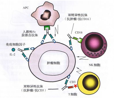 雙功能抗體 雙功能抗體