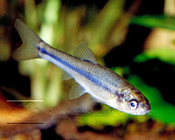 黑頭呆魚 黑頭呆魚