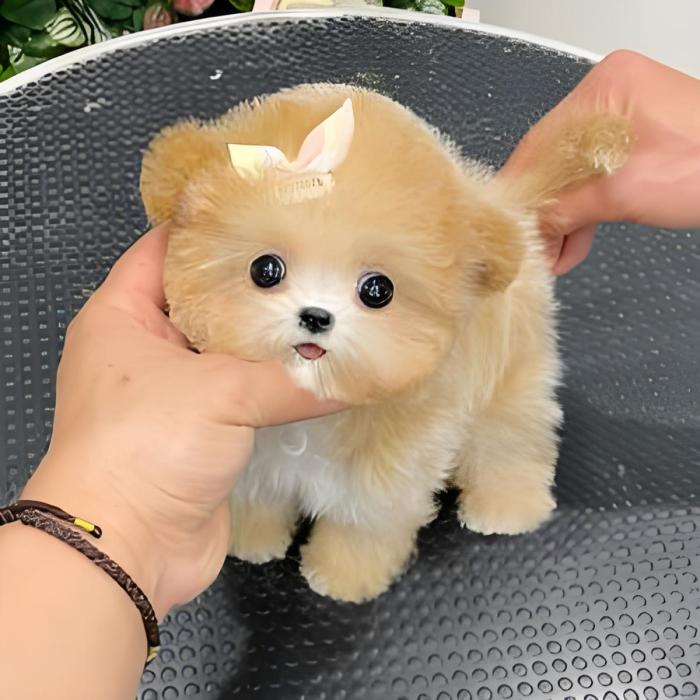 鹿小鹿萌寵 鹿小鹿萌寵