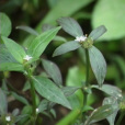 粗葉耳草(茜草科耳草屬植物) 粗葉耳草(茜草科耳草屬植物)