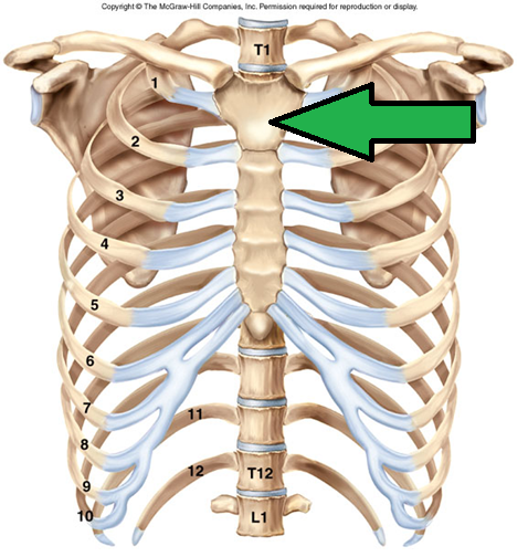 真肋(Ribs) 真肋(Ribs)
