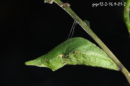 玉牙鳳蝶---蛹