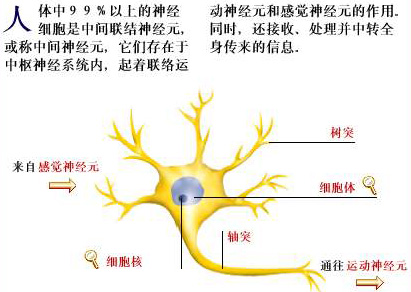 神經元