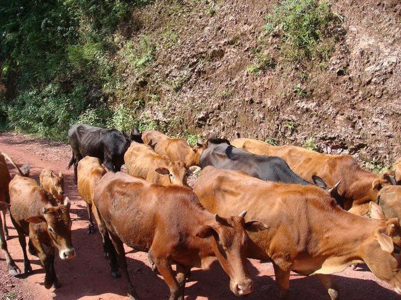 2007年時岔河村養殖的黃牛