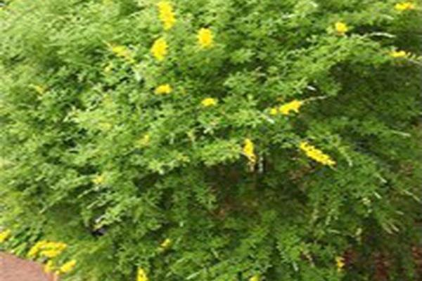Genista spachiana