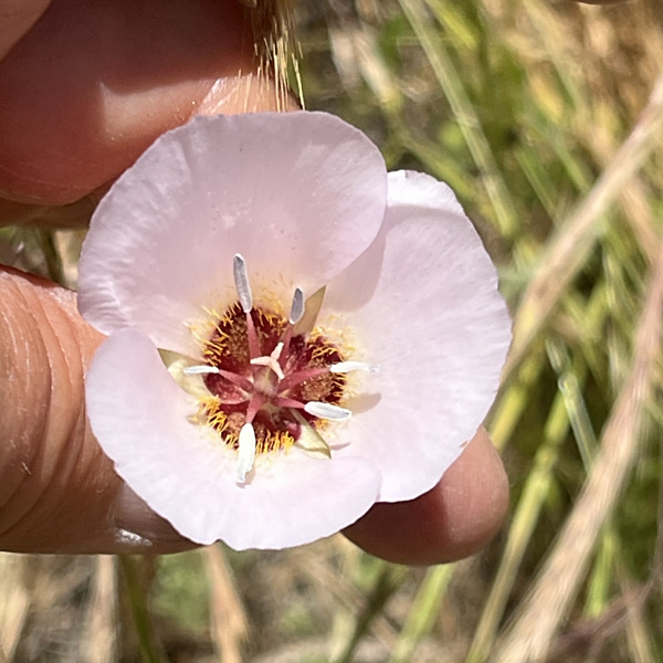 Calochortus palmeri