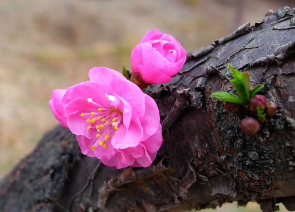 桃花錦 桃花錦