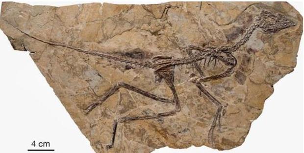 曙光鳥的化石標本