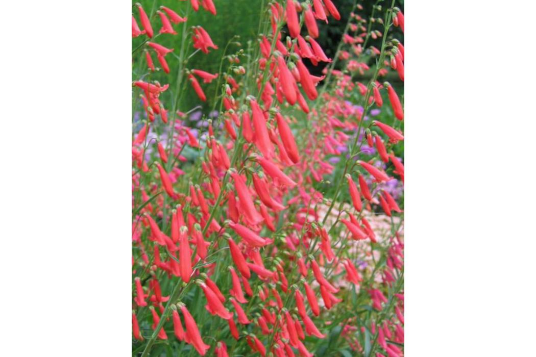 Penstemon barbatus \x27Elfin Pink\x27 Penstemon barbatus \x27Elfin Pink\x27