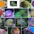 蕈珊瑚屬