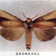 高粱舟蛾 高粱舟蛾