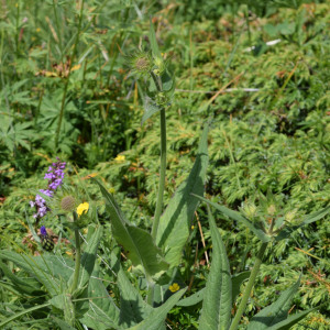 Knautia baldensis